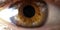 Eye pupil of a human, close-up macro photo.