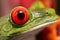 The eye of a red eyed tree frog