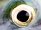 Eye of a salmon, a close up