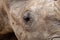 Eye and skin of an adult rhino