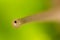 Eye snail in nature. super macro