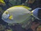 eye stripe surgeonfish