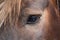 Eye thoroughbred brown horse close up