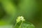 Eye to eye Small caterpillar eating a green leaf