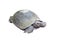 eye of turtle (selected focus) with its whole body on soil ground(isolated mode and have clipping path)