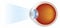 Eyeball - Cross Section Illustrated