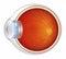 Eyeball - Cross Section Illustrated