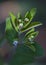 Eyebane - Nodding Spurge Wildflowers - Euphorbia nutans - Morgan County Alabama USA
