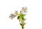 Eyebright (Euphrasia officinalis)