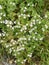 Eyebright herb Euphrasia in nature