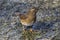 Eyebrowed Thrush bird with a brown top body