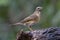 Eyebrowed Thrush bird with a brown top body