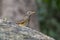 Eyebrowed Thrush bird with a brown top body