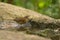 Eyebrowed Thrush bird in the rain forest