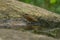 Eyebrowed Thrush bird in the rain forest