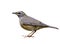 Eyebrowed thrush Turdus obscurus grey wings with pale yellow belly and white brow bird isolated on white background, exotic