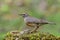 Eyebrowed thrush Turdus obscurus Turdidae family perchig on feeding station in garden of Chiang Rai Mae Fah Luang