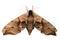 Eyed Hawk Moth