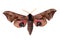 Eyed Hawk-Moth