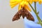 Eyed hawk moth Smerinthus ocellatus on marigold