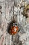 Eyed ladybug, Anatis Ocellata on pine bark