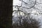 Eyeglasses hanging on the tree branch. Lost glasses on the tree with blurred background. Soft bokeh. Winter evening in the park