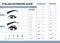 Eyelash extension guide. Different Types of False Eyelashes. Infographic vector illustration. Template for Makeup