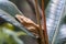 Eyelash gecko, Correlophus ciliatus