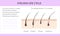 Eyelash life cycle. Eyelash Extension Guide. Infographics, vector illustration