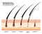 Eyelash Life Cycle and Growth Phases. How Long Do Eyelash Extensions Stay On. Macro, Selective Focus. Guide. Infographic Vector