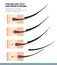 Eyelash Life Cycle and Growth Phases. How Long Do Eyelash Extensions Stay On. Macro Side View. Guide. Infographic Vector