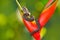 Eyelash Palm Pitviper, Bothriechis schlegeli, on red wild flower. Wildlife scene from tropic forest. Bloom with snake in Central