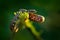 Eyelash Palm Pitviper, Bothriechis schlegeli, tree moss branch. Wildlife scene from tropic forest. Bloom with snake in Central