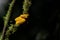 Eyelash pit viper, yellow morph