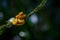 Eyelash pit viper, yellow morph in Costa Rica