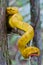 Eyelash Viper