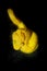 Eyelash Viper - Bothriechis schlegeli  venomous pit viper species found in Central and South America. Small and arboreal, this