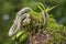 Eyelash Viper - Bothriechis schlegelii