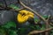 Eyelash viper (Bothriechis schlegelii).