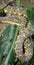 Eyelash Viper Bothriechis schlegelii