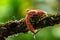 Eyelash Viper - Bothriechis schlegelii, beautiful colored venomous pit viper from Central America forests