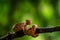 Eyelash Viper - Bothriechis schlegelii, beautiful colored venomous pit viper from Central America forests