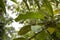 Eyelash Viper Poisonous Snake in Jungle Tree