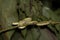 Eyelash Viper Snake in Tree with Mosquito on Nose