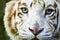 Eyes of the albino tiger
