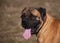 Eyes amber-colored. Closeup portrait of rare breed of dog South African Boerboel