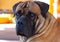Eyes amber-colored. Closeup portrait of rare breed of dog South African Boerboel