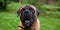 Eyes amber in colour. Closeup portrait of a beautiful dog breed South African Boerboel