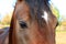 Eyes of Arabian bay horse