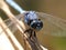 Eyes and a Face of Keeled Skimmer Dragonfly
